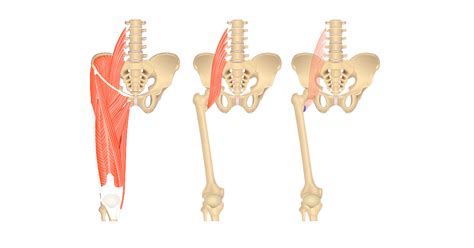 Psoas Major Muscle Attachments Actions Innervation Getbodysmart