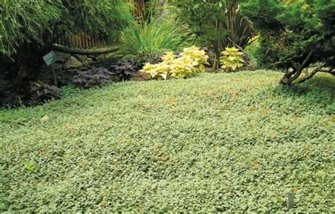 Faciles à cultiver, elles se répandent tranquillement pour vous offrir un magnifique tapis végétal. plantes couvre sol persistant - Agencement de jardin aux ...