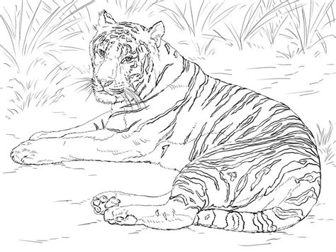 Tiger Ausmalbilder für Erwachsene kostenlos zum Ausdrucken Teil 2