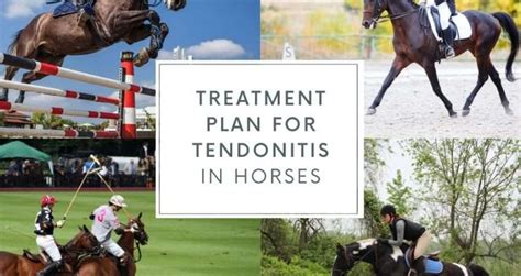 Treatment Plan For Tendonitis In Horses Elite Equine Rosehip Supplement