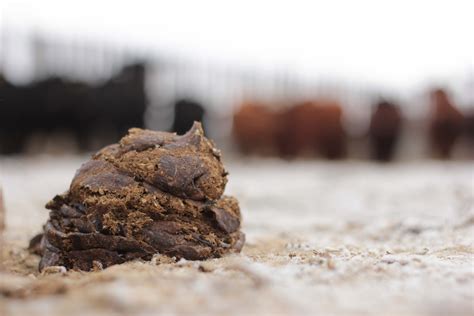 Awesome Cow Poop Realagriculture