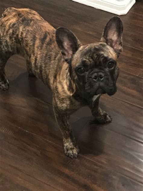 Reverse Brindle Frenchie Lucy Pets