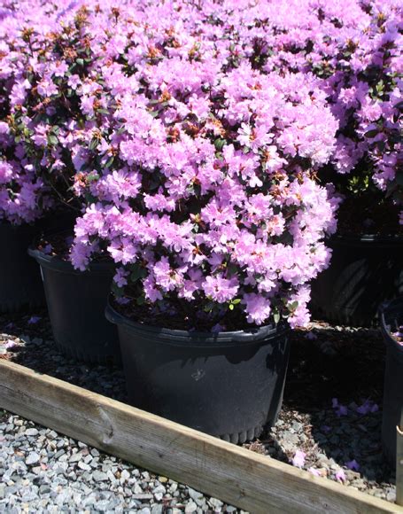 Rhododendron ‘pjm Pink Delight Moon Nurseries