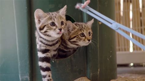 Worlds Deadliest Cats Get First Taste Of Meat At San Diego Zoo