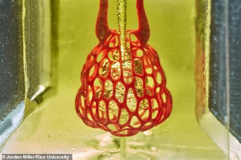 World First As Scientists 3d Print Organs Entire Blood Vessel Systems