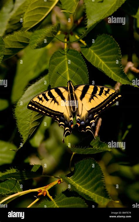 Western Tiger Swallowtail Papilio Rutulus Stock Photo Alamy