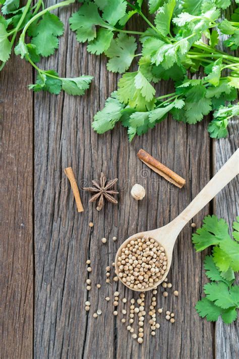 Coriander Seed And Leaf On Wood Background Top View Stock Photo