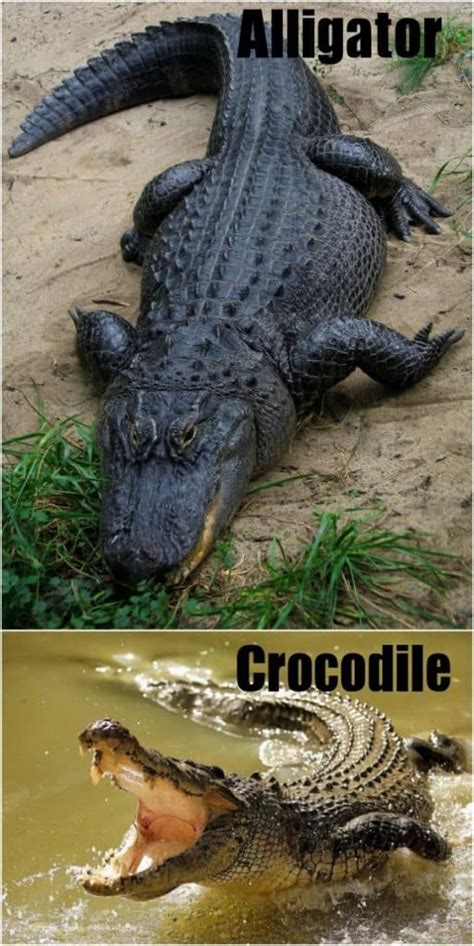 Know The Difference Between Crocodiles And Alligators