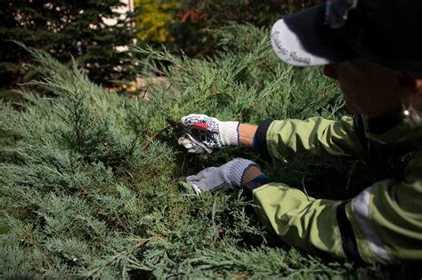 How And When To Prune A Juniper Shrub Gardeners Path