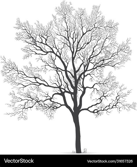 Oak Tree Silhouette Royalty Free Vector Image Vectorstock