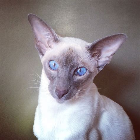 Lilac Point Wedge Head Siamese Kitten Siamese Cats Oriental Shorthair Cats Siamese Cats