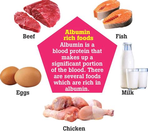 The Function Of Albumin Medicine Daily Mirror
