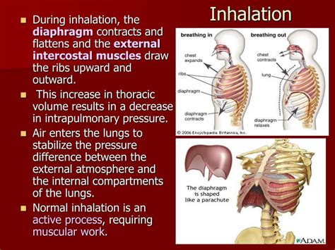 What Is The Difference Between Ventilation And Breathing