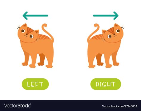 Funny Educational Flashcard With Antonyms Vector Image