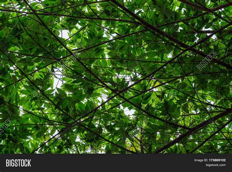 Lush Green Foliage Image And Photo Free Trial Bigstock