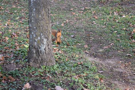 5 likes · 1 talking about this · 27 were here. Squirrel foraging for food in Hyde Park, St. Joseph, MO ...