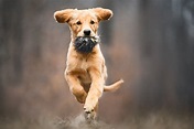 Hundefotografie in der Schweiz - jetzt buchen