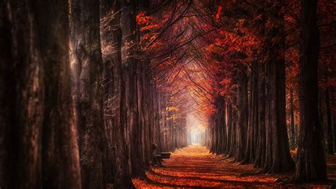 Nature Landscape Fall Mist Trees Leaves Daylight Path Red