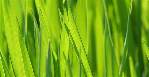 Free Stock Photo Of Blade Of Grass Blur Close Up