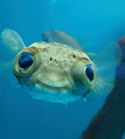 Pin By Andrea Richardson On Cute Animals Cute Fish Ocean Animals