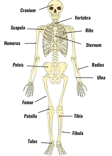A Diagram Of Joints And Bones In The Human Body Joints Of The Body