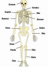 This is a table of skeletal muscles of the human anatomy. The Human Skeleton - Bones, Structure & Function - TeachPE.com