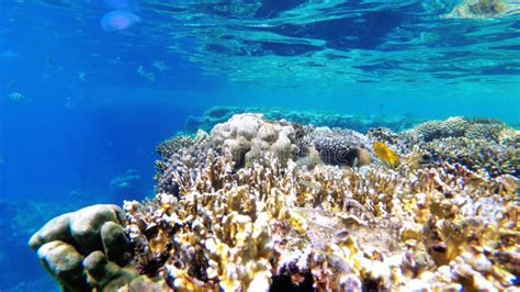 Underwater Coral Reef With Colorful Tropical Fish In Red Sea Egypt