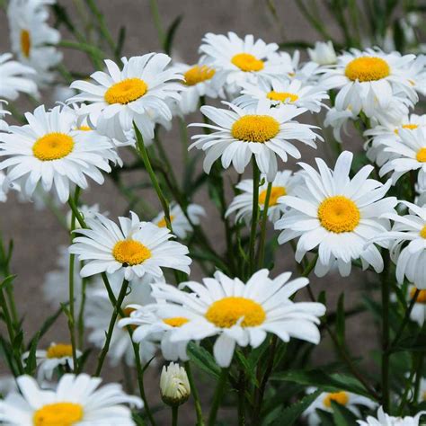 Shasta Daisy Seeds Chrysanthemum Maximum Wild Flower Seed