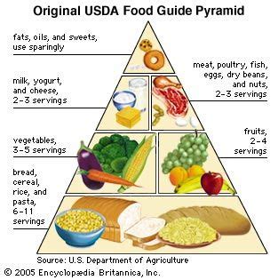 Food Pyramid Origins History Variations Debates Facts Britannica