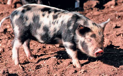 The Indigenous Kolbroek Pig A South African Success Story