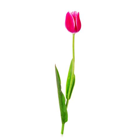 Tulip Dark Pink Jacksonville Flower Market