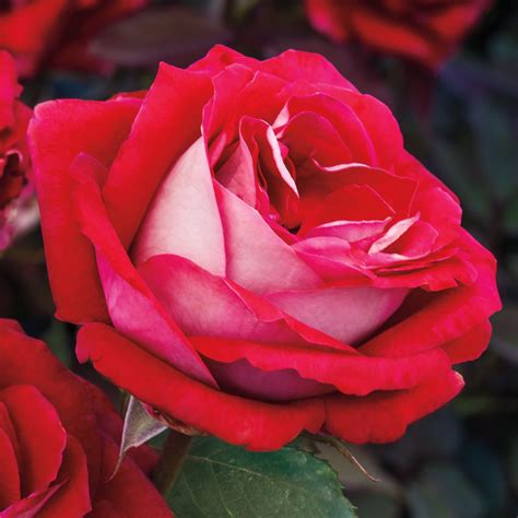 Grateful Heart Hybrid Tea Rose Pink Cause Roses At Jp