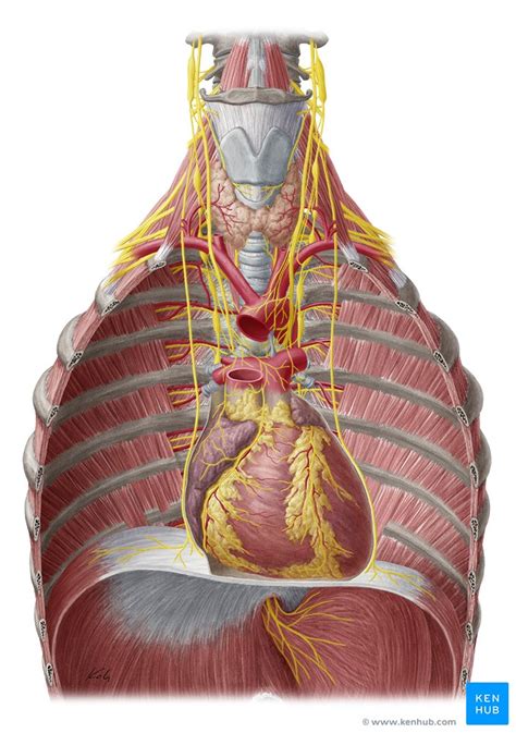 The outermost wall layer, or epicardium, is the inner wall of the pericardium. Innervation of the heart: Sympathetic and parasympathetic ...