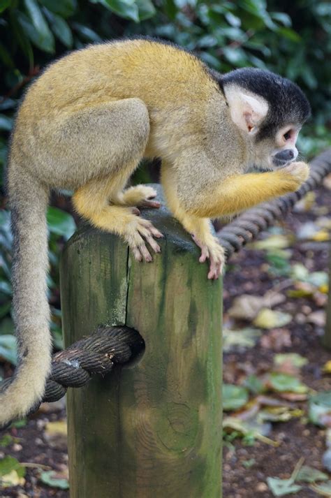 Free Stock Photo Of Monkey Squirrel Monkey