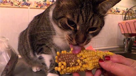 Cat Eating Corn Youtube