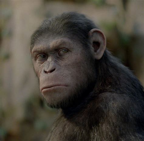 Neuer Planet Der Affen In Prevolution Wird Die Primaten Seele