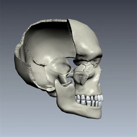 Human Skull Exploding 3d Model