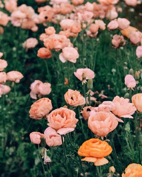 Pink And Orange Flowers Aesthetic References Mdqahtani