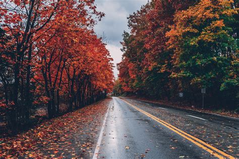 Autumn Road Trees On Sides Fallen Leaves Hd Nature 4k Wallpapers
