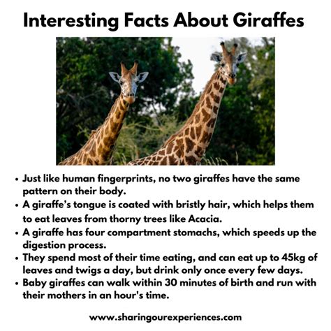 Interesting And Fun Facts About Animals For Kids Sharing Our Experiences
