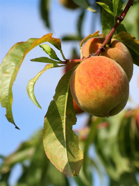 But the reward is a bountiful harvest of sweet, juicy peaches. Peach tree - planting, care and pruning the tree ...