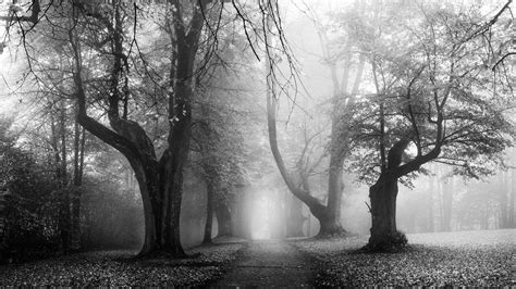 Nature Morning Mist Fall Leaves Old Trees Path Dirt Road