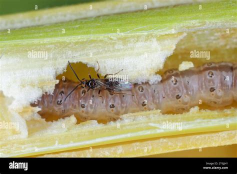 Avispa minúscula de la familia Braconidae parasitoide de oruga del barrenador de maíz europeo o