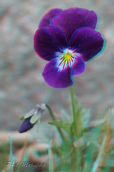 This Is A 3d Anaglyph If You Use Redcyan Glasses The Flower Will Pop
