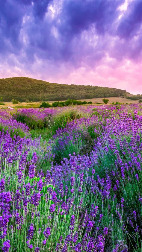 Wallpaper Lavender Field Sky Mountain Provence France Europe 4k