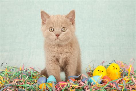 Cat In Easter Wallpapers Wallpaper Cave