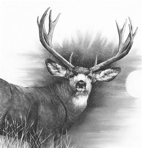 Pin By Ellen Bounds On Deer Sketches Deer Art Deer Sketch Deer Drawing