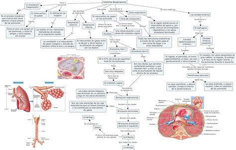 Mapa Conceptual De Anatomia Y Fisiologia Del Sistema Respiratorio