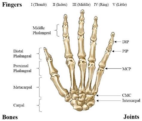 Bones And Joints Of A Human Hand Download Scientific Diagram
