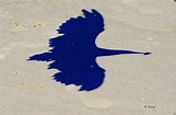 Bird Shadow on the Beach Photograph by Roena King | Fine Art America